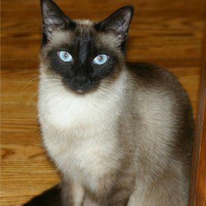 COPY - Women’s black long sleeve tunic 2XL